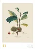 DUMONT Wandkalender Alte Obstsorten 2027, 50 x 70 cm, mit Produktbild-Vorschau 7