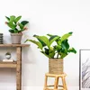 Medinilla magnefica - Kwiat klastrowy - Roślina doniczkowa Podgląd zdjęcia produktu 4