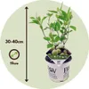 Hortensie - 3 Stk - Hydrangea 'Strong Annabelle' - Höhe Produktbild-Vorschau 2