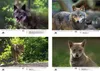 Wolfszauber DIN A3 Kalender für 2027 Wolf und Wölfe - Produktbild-Vorschau 3