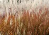 Stauden Gänge 1 x Miscanthus sinensis 'Purpurascens' im XXL Produktbild-Vorschau 6