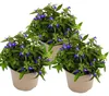 Pánský stromek – modrý – Lobelia richardii – 11 cm – sada 3 Náhled obrázku produktu 2