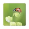 MuchoWow® Mauspad Mousepad Frühling Marienkäfer 20x20 cm - Produktbild-Vorschau 1