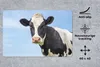 MuchoWow® Schreibtischunterlage Kuh - Tiere - Porträt - Produktbild-Vorschau 2