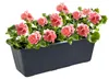 Vaso da giardino marrone lunghezza 40 cm Anteprima dell’immagine prodotto 6