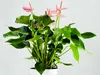 Bloomique - Anthurium - Flamant rose - Rose - Plante Voir les images du produit 3