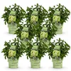 Green boutiQ - Gartenpflanze - Hydrangea panniculata Produktbild-Vorschau 2