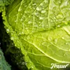 Leaf Vital Koncentrát 1 L – 1 000 m2 – Prírodná Náhled obrázku produktu 7