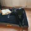 Matelas orthopédique pour chien Dogeste 90x70 cm taille XL Voir les images du produit 7