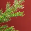 A close-up of a green pine branch against a red background. Podgląd zdjęcia produktu