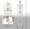 Skelett Schulskelett inkl. Stativ 178 cm, Anatomie Skelett Produktbild-Vorschau 3