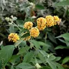 2 x  motýľový ker  - Buddleja weyeriana 'Sungold'  | 40-60 Náhľad obrázku produktu 2