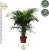 Goldfruchtpalme Dypsis Lutescens – Areca-Palme – 230cm hoch Produktbild-Vorschau 2
