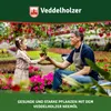 Veddelholzer 1000 ml Premium kaltgepresstes 100% Produktbild-Vorschau 6