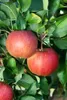 Malus 'Gala', Apfelbaum, 40 cm Stammhöhe Produktbild-Vorschau 14