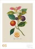 DUMONT Wandkalender Alte Obstsorten 2027, 50 x 70 cm, mit Produktbild-Vorschau 3