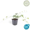Hedera helix 'Glacier' - Efeu - Bodendecker - Grün mit Produktbild-Vorschau 3