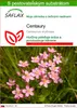 SAFLAX - Centaury - Centaurium erythraea - 250 Semená - S Náhľad obrázku produktu 1