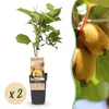 Green boutiQ - Obst Pflanze - Actinidia deliciosa Golden Produktbild-Vorschau 2