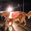 Non-stop dogwear Hundeweste Reflective Vest, Größe: M Produktbild-Vorschau 4