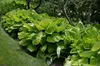 Stauden Gänge 3 x Hosta x cultorum 'Sum and Substance' im 1 Produktbild-Vorschau 5