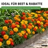 Studentenblumen Bonita Mischung Samen - Tagetes patula - Produktbild-Vorschau 5