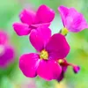 6 x Blaukissen  - Aubrieta 'Cascade Red'  | Topf 9x9 cm Produktbild-Vorschau 2