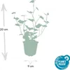 Irský brectan velkolistý (Hedera hibernica) - popínavá Náhľad obrázku produktu 4