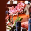 Phalaenopsis Orchideen – 4 Pflanzen – Treviso – Altrosa – Produktbild-Vorschau 2