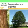 SAFLAX Garden to go - Hora - Sequoia - Sequoiadendron Náhľad obrázku produktu 10