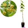 A close-up of yellow flowers on a branch and a potted plant. Náhľad obrázku produktu