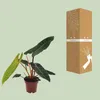 Filodendron billietiae „Baumfreund” - srednica 12cm, Podgląd zdjęcia produktu 3
