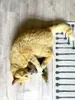 Aumüller Katzenspielzeug Frettchen grau mit Füllung 42 x 10 Produktbild-Vorschau 5