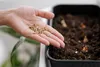 A hand holding seeds over a planter with soil and bulbs. Produktbild-Vorschau