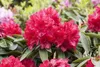 Rhododendron Hybr. 'Lagerfeuer', leuchtend rot, 30–40 cm Produktbild-Vorschau 1