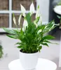 BALDUR Garten Spathiphyllum, 1 Pflanze, Luftreinigende Produktbild-Vorschau 1
