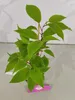Sada 4 bobúľ kivi - Actinidia arguta 'Weiki' - Samčie Náhľad obrázku produktu 2