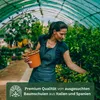 Meine Orangerie Olivenbaum Mezzo - echter Olivenbaum - 80 Produktbild-Vorschau 6