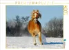 CALVENDO Puzzle Haflinger im Schnee | 1000 Teile Lege-Größe Produktbild-Vorschau 2