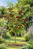 Sauerkirsche ‘Morello’ 100–120 cm | Prunus cerasus Produktbild-Vorschau 1