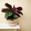 Bloomique - Calathea Medallion - Roślina pawia - Rośliny Podgląd zdjęcia produktu 4