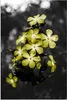 MuchoWow® Poster Blumen - Gelb - Farben 80x120 cm - Produktbild-Vorschau 1