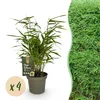 GreenboutiQ - Bambus - Fargesia rufa - Grün - 4 Pflanzen - Produktbild-Vorschau 2