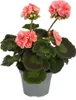 Stehende Geranien – Pelargonium zonale – 12-cm-Topf – Produktbild-Vorschau 2