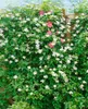 Clematis viticella 'Huldine', Waldrebe, weiß, 60–100 cm Produktbild-Vorschau 4