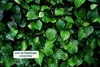 A close-up view of lush green leaves. Produktbild-Vorschau