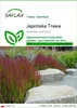 SAFLAX - Japońska Trawa - 50 Nasiona - Imperata cylindrica Podgląd zdjęcia produktu 1