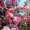 A close-up view of a bush with many pink camellia flowers and green leaves. Produktbild-Vorschau