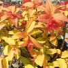 Sommerspiere  - Spiraea japonica 'Goldflame'  | 40-50 cm in Produktbild-Vorschau 2