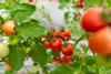 Florovit nawóz płynny uniwersalny kanister 5,5kg Podgląd zdjęcia produktu 6